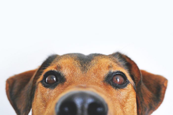 Animal dog eyes