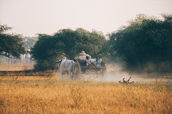 Horse cart in the middle of a field